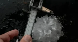 NGROHJA GLOBALE RRIT MADHËSINË DHE RREZIKSHMËRINË E KOKRRAVE TË BRESHRIT