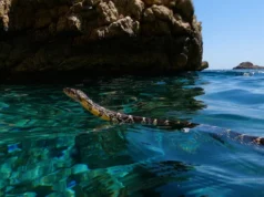 Përhapje invazive/Para Ibizës tani notojnë në det gjarpërinj që nuk i përkasin atij vendi