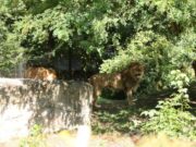 ISHIN SJELLË PËR T’U SHUMUAR, LUANI VRAU LUANESHËN BRENDA PAK ÇASTESH NË KOPSHTIN ZOOLOGJIK TË ZAGREBIT