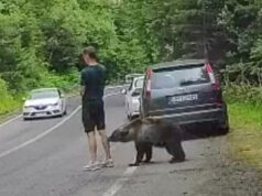 VIDEO/ Ariu i afrohet turistit nga pas në Rumani, burri e vëren vetëm kur kafsha i del përpara
