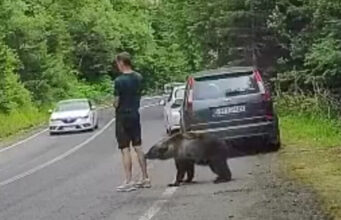 VIDEO/ Ariu i afrohet turistit nga pas në Rumani, burri e vëren vetëm kur kafsha i del përpara