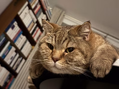 “Jam psikiatër veterinar dhe ja dhjetë rregulla që e ndryshojnë vërtet sjelljen e maces suaj”