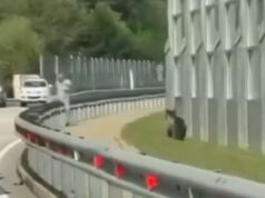 VIDEO: Burri i shpëton për pak centimetra një ariu që vraponte në rrugë