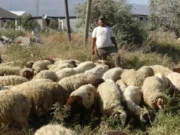 Pagë deri në 1500 euro, por nuk gjejnë bari – punë e rëndë në temperatura deri në 40 gradë