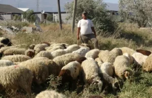 Pagë deri në 1500 euro, por nuk gjejnë bari – punë e rëndë në temperatura deri në 40 gradë