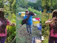 Kush është “gruaja e bletëve”, që u arrestua bashkë me bashkëshortin për kultivim droge