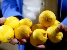 Analizohen limonët e blerë në pesë zinxhirë të mëdhenj supermarketesh: pesticide në të 20 mostrat, në katër tejkalohen kufijtë ligjorë