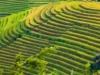 Veriu i Vietnamit, me bukuri spektakolare