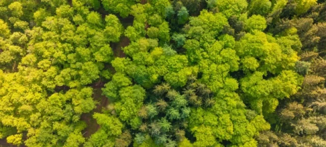 von-so-einem-harmlosen-wald